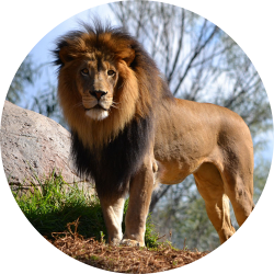 lion